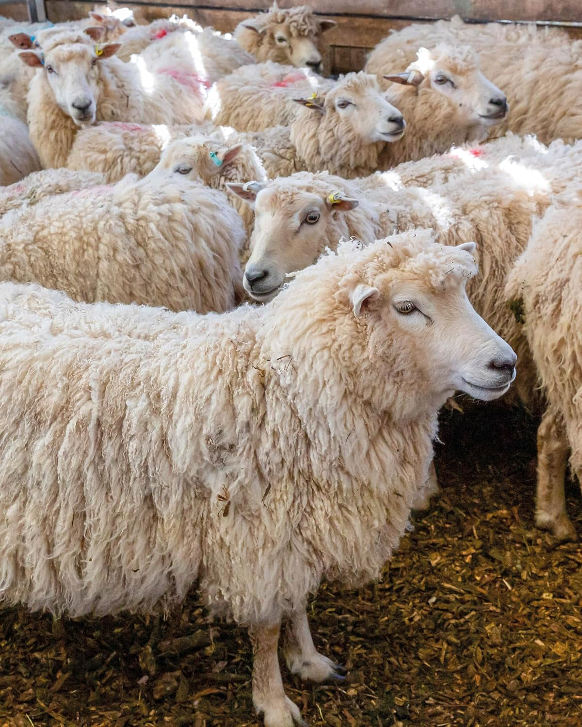 EVENT – Meet London Wool