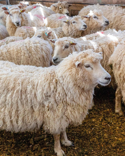 EVENT – Meet London Wool
